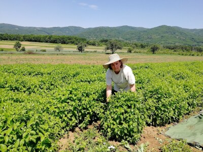 Beli slez najisplativiji, neven najteži za branje