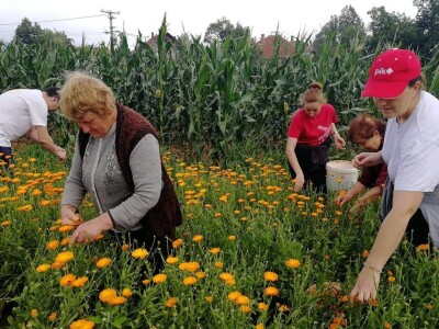 Beli slez najisplativiji, neven najteži za branje