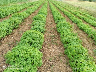 Beli slez najisplativiji, neven najteži za branje