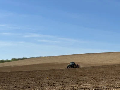 Belje obnavlja vinograde