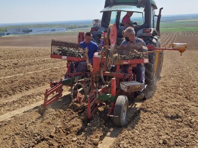 Belje obnavlja vinograde