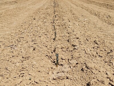 Belje obnavlja vinograde