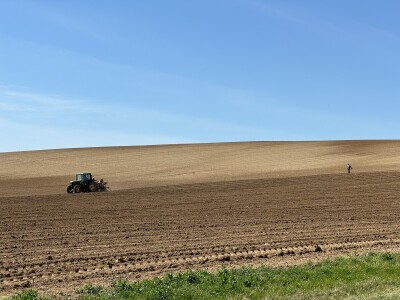 Belje obnavlja vinograde