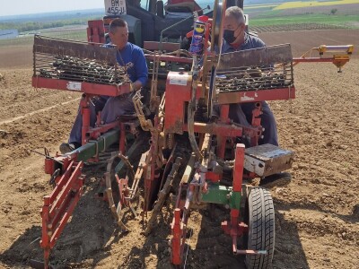 Belje obnavlja vinograde