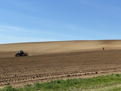 Belje obnavlja vinograde
