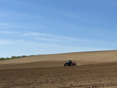 Belje obnavlja vinograde