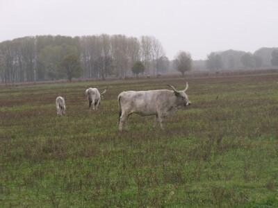 Podolac na Belju. SVe fotke snimane tijekom velike kiše