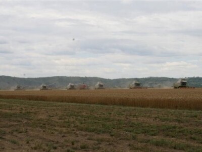 Belje - žetva pšenice 2011.