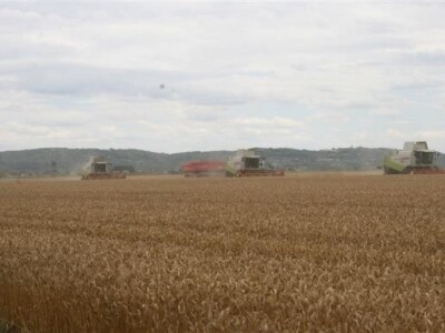 Belje - žetva pšenice 2011.
