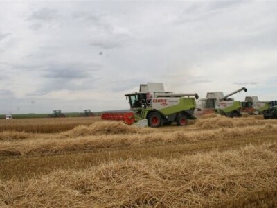 Belje - žetva pšenice 2011.