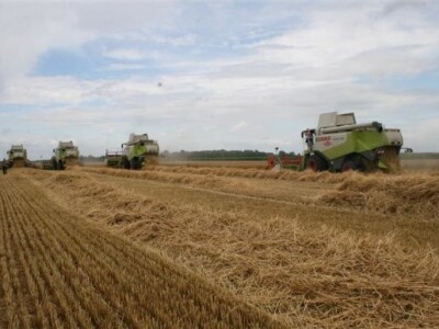 Belje - žetva pšenice 2011.