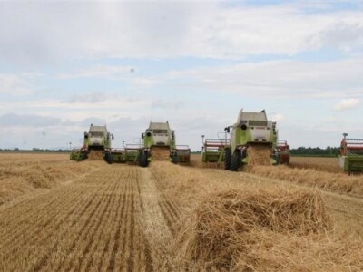 Belje - žetva pšenice 2011.