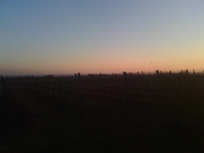Pogled na vinograd iz vile