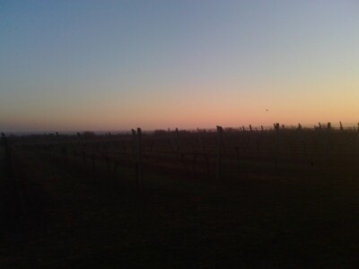 Pogled na vinograd iz vile