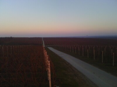 Pogled na beljske vinograde