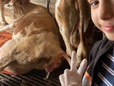 Belkisa Porčić na farmi u Krivaji kod Cazina