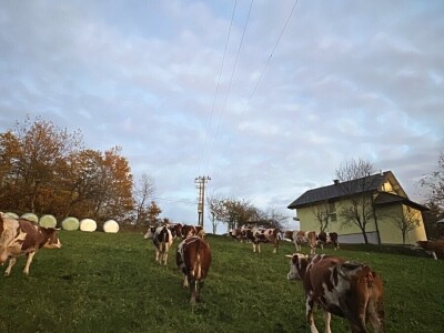 Belkisa Porčić na farmi u Krivaji kod Cazina