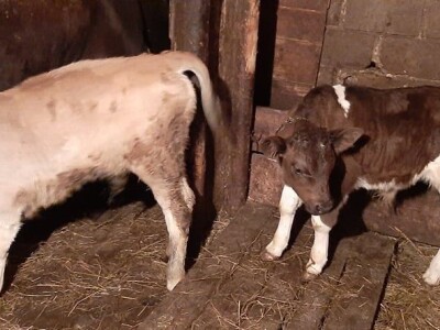 Benjamin Vuković: San mi je imati veliku farmu junadi