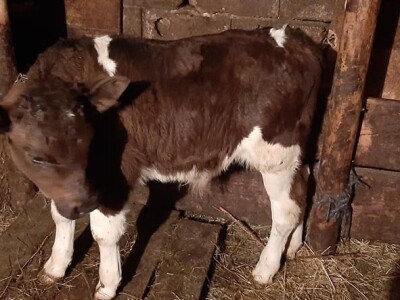 Benjamin Vuković: San mi je imati veliku farmu junadi