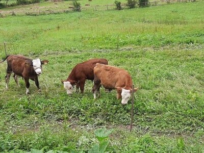 Benjamin Vuković: San mi je imati veliku farmu junadi