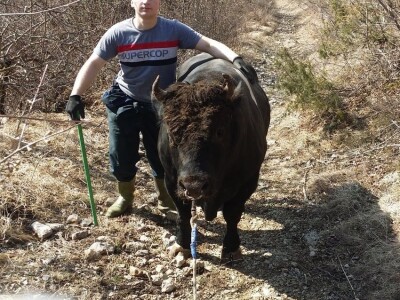 Benjamin Vuković: San mi je imati veliku farmu junadi