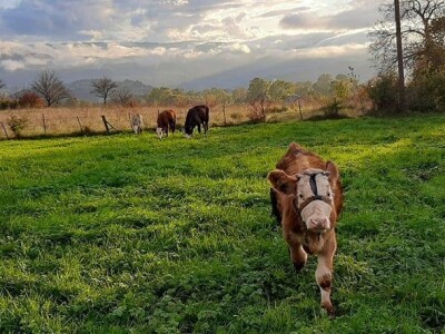 Benjamin Vuković: San mi je imati veliku farmu junadi