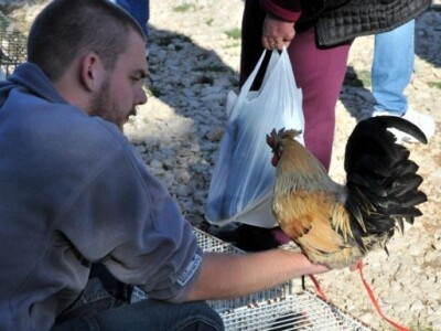 Benkovački stočni sajam Benkovački stočni sajam
