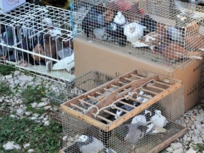 Benkovački stočni sajam Benkovački stočni sajam