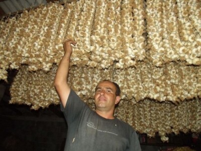 Benkovački češnjak u sušari