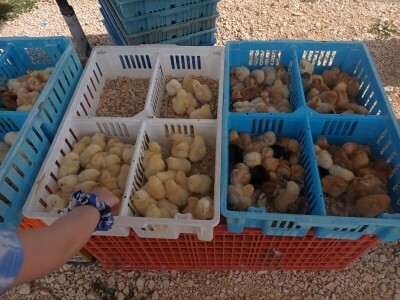 Benkovački sajam na novouređenom prostoru