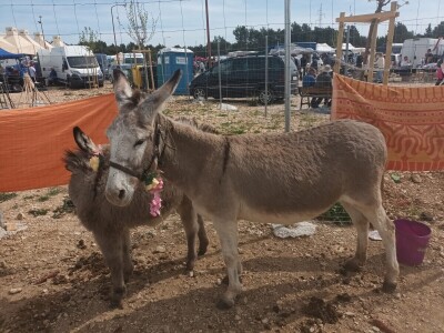 Benkovački sajam na novouređenom prostoru