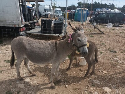 Benkovački sajam na novouređenom prostoru
