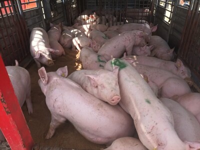 Benkovački sajam na novouređenom prostoru