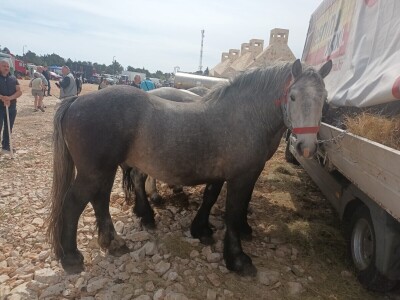 Benkovački sajam na novouređenom prostoru