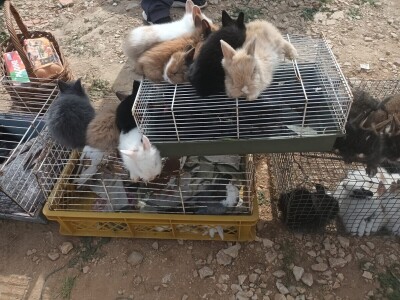 Benkovački sajam na novouređenom prostoru