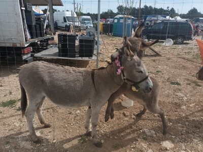 Benkovački sajam na novouređenom prostoru
