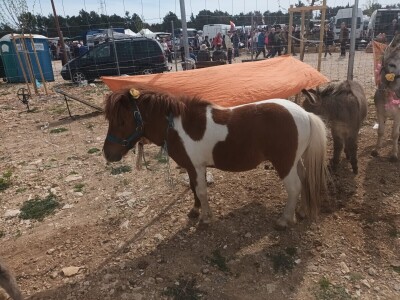 Benkovački sajam na novouređenom prostoru