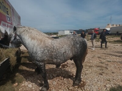Benkovački sajam na novouređenom prostoru