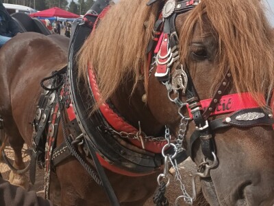 Benkovački sajam na novouređenom prostoru