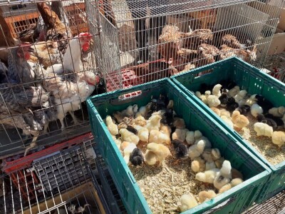 Benkovački sajam - turistička atrakcija