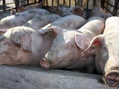 Benkovački stočni sajam Benkovački stočni sajam