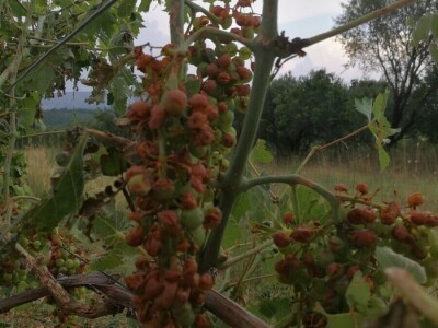 BENKOVAČKO VINOGORJE - Tuča nošena orkanskim vjetrom otukla lišće, grožđe i peteljke