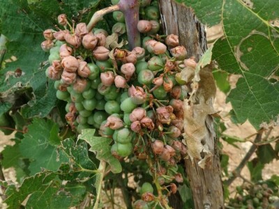 BENKOVAČKO VINOGORJE - Tuča nošena orkanskim vjetrom otukla lišće, grožđe i peteljke