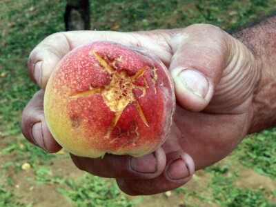 BENKOVAČKO VINOGORJE - Tuča nošena orkanskim vjetrom otukla lišće, grožđe i peteljke