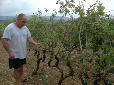 BENKOVAČKO VINOGORJE - Tuča nošena orkanskim vjetrom otukla lišće, grožđe i peteljke