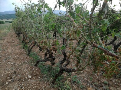 BENKOVAČKO VINOGORJE - Tuča nošena orkanskim vjetrom otukla lišće, grožđe i peteljke