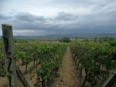 BENKOVAČKO VINOGORJE - Tuča nošena orkanskim vjetrom otukla lišće, grožđe i peteljke