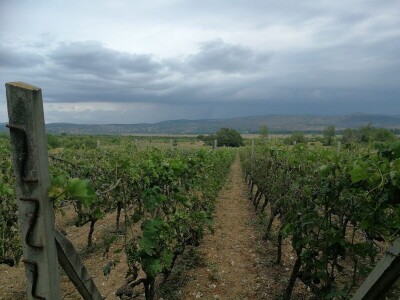 BENKOVAČKO VINOGORJE - Tuča nošena orkanskim vjetrom otukla lišće, grožđe i peteljke