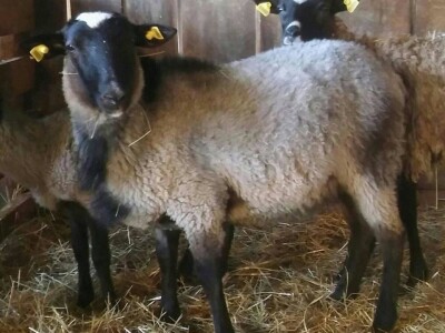 Beograd zamenili uzgojem romanovske ovce na selu