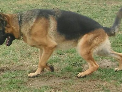 Beograd zamenili uzgojem romanovske ovce na selu